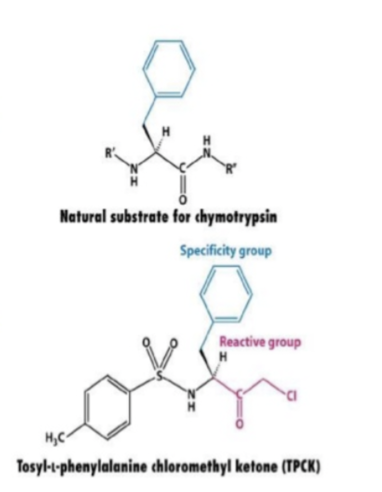Natural substrate for chymotrypsin
Specificity group
Reactive group
H
H₂C
Tosyl-t-phenylalanine chloromethyl ketone (TPCK)
