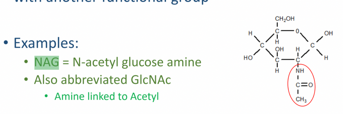 CH,OH
OH
Examples:
NAG = N-acetyl glucose amine
• Also abbreviated GlcNAc
• Amine linked to Acetyl
OH
но
C -C
NH
CH3
- CIH ㅎ-oIH
