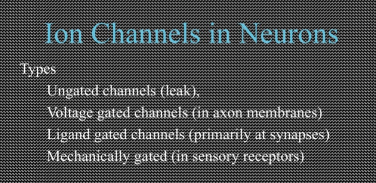 Ion Channels in Neurons
Types
Ungated channels (leak).
Voltage gated channels (in axon membranes)
Ligand gated channels (primarily at synapses)
Mechanically gated (in sensory receptors)