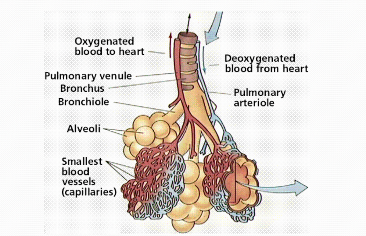 Oxygenated
blood to heart
Pulmonary venule
Bronchus
Bronchiole
Alveoli
Smallest
blood
vessels
(capillaries)
Deoxygenated
blood from heart
Pulmonary
arteriole