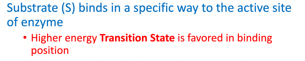 Substrate (S) binds in a specific way to the active site
of enzyme
• Higher energy Transition State is favored in binding
position
