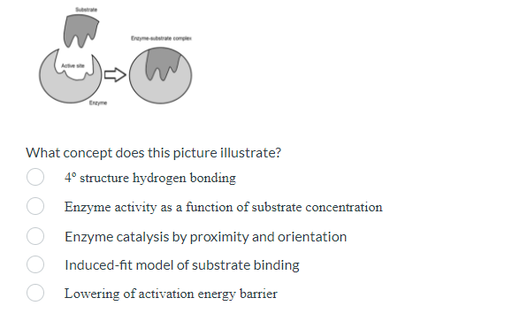 Enzyme-substrate complex
Enzyme
What concept does this picture illustrate?
4° structure hydrogen bonding
Enzyme activity as a function of substrate concentration
Enzyme catalysis by proximity and orientation
Induced-fit model of substrate binding
Lowering of activation energy barrier