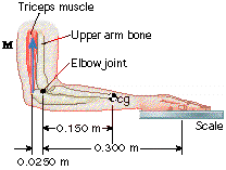 Triceps muscle
-Upper arm bone
M
Elbow joint
og
F0.150 m-
Scale
0.300 m-
0.0250 m
