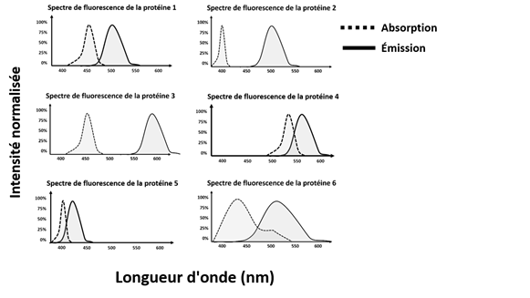 Intensité normalisée
Spectre de fluorescence de la protéine 1
un
500
Spectre de fluorescence de la protéine 3
Spectre de fluorescence de la protéine 5
50%
400
500
550
Spectre de fluorescence de la protéine 2
A
500
25%
Spectre de fluorescence de la protéine 4
Spectre de fluorescence de la protéine 6
500
Longueur d'onde (nm)
www. Absorption
Émission