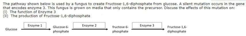 The pathway shown below is used by a fungus to create Fructose-1,6-diphosphate from glucose. A silent mutation occurs in the gene
that encodes enzyme 3. This fungus is grown on media that only contains the precursor. Discuss the effects of this mutation on:
(i) The function of Enzyme 3
(ií) The production of Fructose-1,6-diphosphate
Enzyme 1
Glucose-6-
Enzyme 2
fructose-6-
Enzyme 3
Fructose-1,6-
Glucose
phosphate
phosphate
diphosphate
