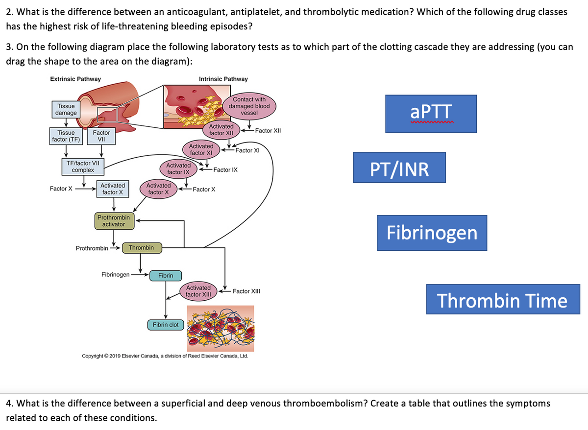 2. What is the difference between an anticoagulant, antiplatelet, and thrombolytic medication? Which of the following drug classes
has the highest risk of life-threatening bleeding episodes?
3. On the following diagram place the following laboratory tests as to which part of the clotting cascade they are addressing (you can
drag the shape to the area on the diagram):
Extrinsic Pathway
Intrinsic Pathway
Contact with
damaged blood
vessel
Tissue
APTT
damage
Activated
factor XII
-Factor XII
Tissue
factor (TF)
Factor
VII
Activated
factor XI
FFactor XI
TF/factor VII
Activated
factor IX
PT/INR
complex
-Factor IX
Activated
factor X
Activated
factor X
Factor X
Factor X
Prothrombin
activator
Fibrinogen
Prothrombin →
Thrombin
Fibrinogen-
Fibrin
Activated
factor XIII
Factor XIII
Thrombin Time
Fibrin clot
Copyright © 2019 Elsevier Canada, a division of Reed Elsevier Canada, Ltd.
4. What is the difference between a superficial and deep venous thromboembolism? Create a table that outlines the symptoms
related to each of these conditions.
