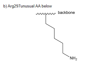 b) Arg297unusual AA below
backbone
NH₂