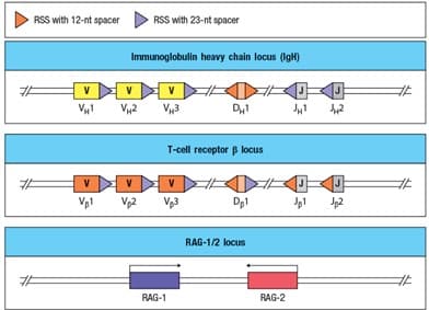 RSS with 12-nt spacer
#F
V
VH¹
Immunoglobulin heavy chain locus (IgH)
V
VH2
RSS with 23-nt spacer
V
Vp1 V₂2
V43
V
V₂3
RAG-1
DH¹
T-cell receptor & locus
Dp1
RAG-1/2 locus
RAG-2
JH1
442
J
Jp1 Jp2
at
HE