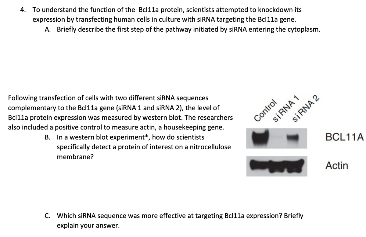 4. To understand the function of the Bcl11a protein, scientists attempted to knockdown its
expression by transfecting human cells in culture with siRNA targeting the Bcl11a gene.
A. Briefly describe the first step of the pathway initiated by siRNA entering the cytoplasm.
Following transfection of cells with two different siRNA sequences
complementary to the Bcl11a gene (siRNA 1 and siRNA 2), the level of
Bcl11a protein expression was measured by western blot. The researchers
also included a positive control to measure actin, a housekeeping gene.
In a western blot experiment*, how do scientists
B.
specifically detect a protein of interest on a nitrocellulose
membrane?
Control
siRNA 1
C. Which siRNA sequence was more effective at targeting Bcl11a expression? Briefly
explain your answer.
siRNA 2
BCL11A
Actin