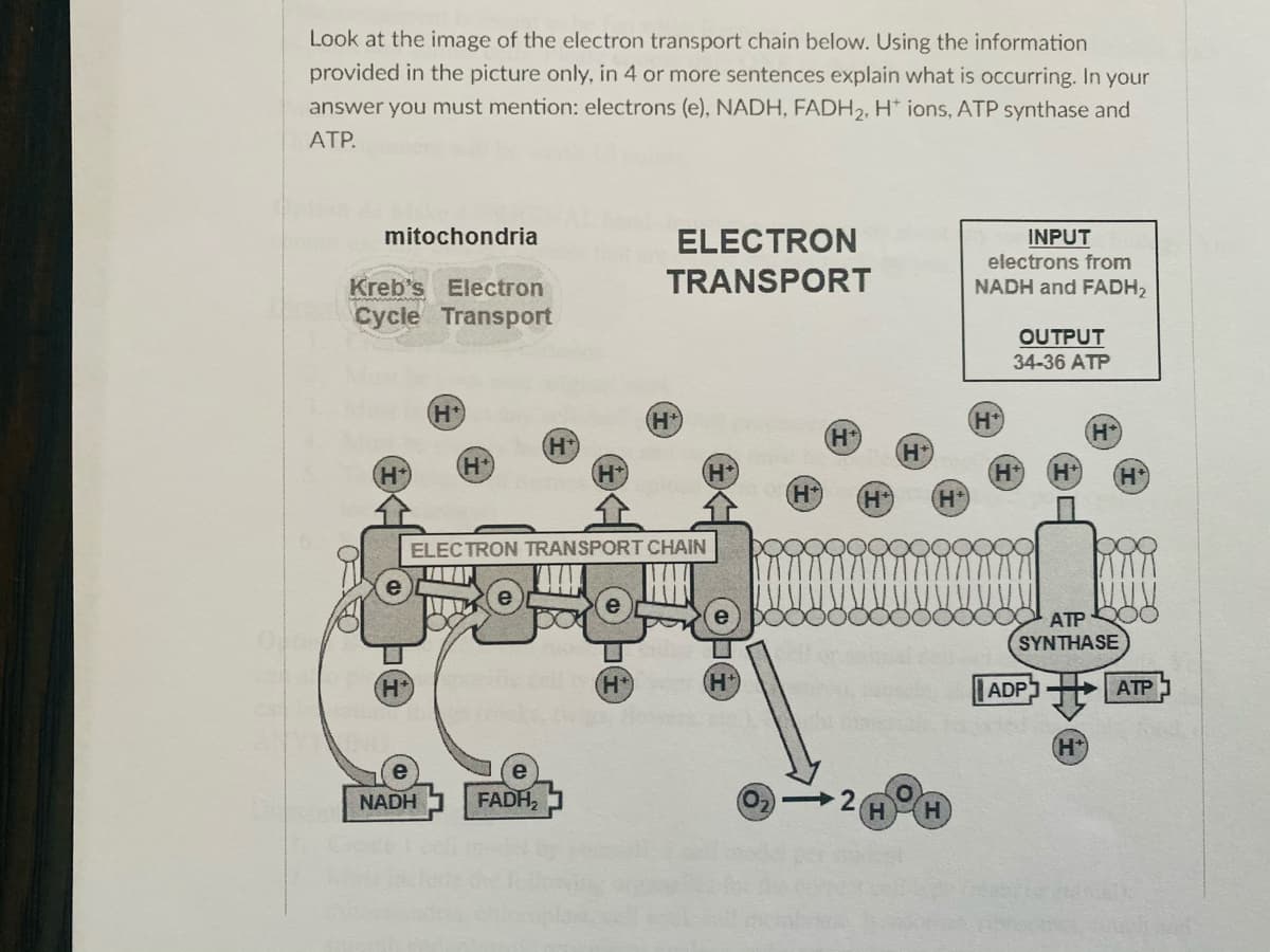 Look at the image of the electron transport chain below. Using the information
provided in the picture only, in 4 or more sentences explain what is occurring. In your
answer you must mention: electrons (e), NADH, FADH2, H* ions, ATP synthase and
ATP.
mitochondria
ELECTRON
INPUT
electrons from
TRANSPORT
Kreb's Electron
Cycle Transport
NADH and FADH2
OUTPUT
34-36 ATP
H+
H+
H*
H'
H+
ELECTRON TRANSPORT CHAIN
ATP
SYNTHASE
H'
ADP
ATP
NADH
FADH,
H.
