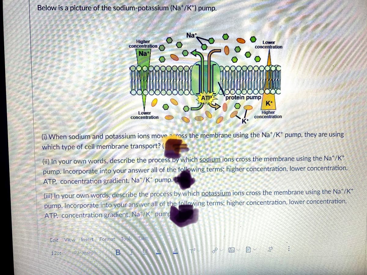 Below is a picture of the sodium-potassium (Na*/K*) pump.
Na
Higher
concentration
Lower
concentration
Na*
ATP
protein pump
K*
Lower
concentration
Higher
concentration
(i) When sodium and potassium ions move across the membrane using the Na*/K* pump, they are using
which type of cell membrane transport? (
(ii) In your own words, describe the process by which sodium ions cross the membrane using the Na*/K*
pump. Incorporate into your answer all of the following terms; higher concentration, lower concentration,
ATP, concentration gradient, Na*/K* pump.
(iii) In your own words, describe the process by which potassium ions cross the membrane using the Na*/K*
pump. Incorporate into your answer all of the following terms; higher concentration, lower concentration,
ATP, concentration gradient. Na /K pump
Edit View Insert Format
Tool
12pt
Paragraph
