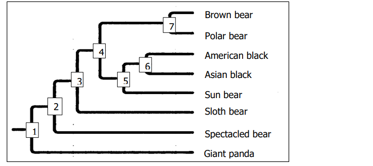 1
2
3
4
5
6
7
Brown bear
Polar bear
American black
Asian black
Sun bear
Sloth bear
Spectacled bear
Giant panda