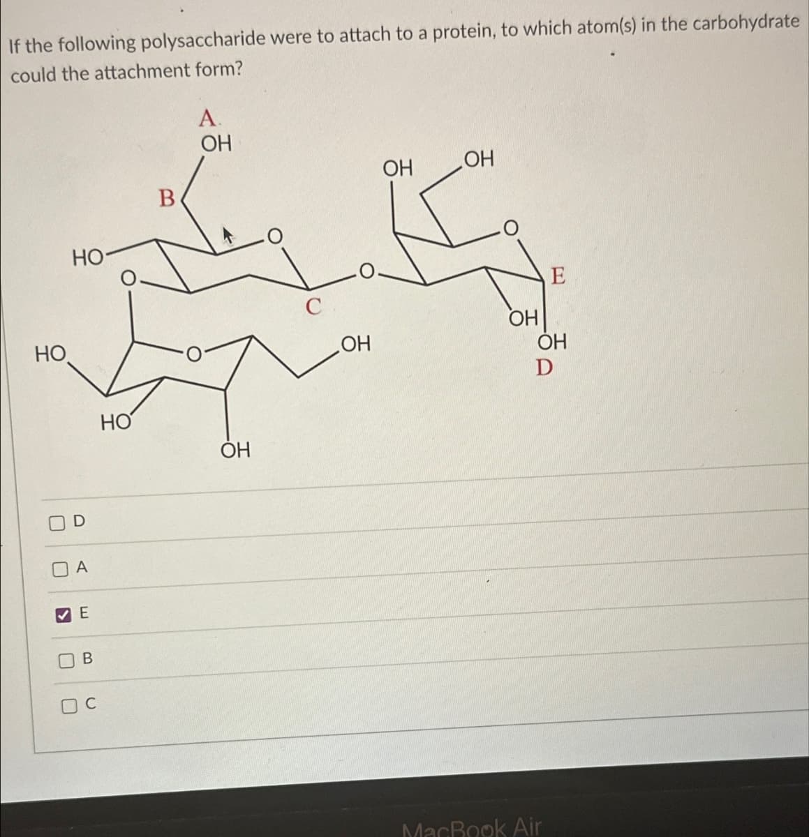 If the following polysaccharide were to attach to a protein, to which atom(s) in the carbohydrate
could the attachment form?
HO
B
HO
U
☐
D
A.
OH
OH
OH
HO
OH
A
▾ E
☐
☐
B
C
E
OH
OH
OH
D
ㅂ
MacBook Air
