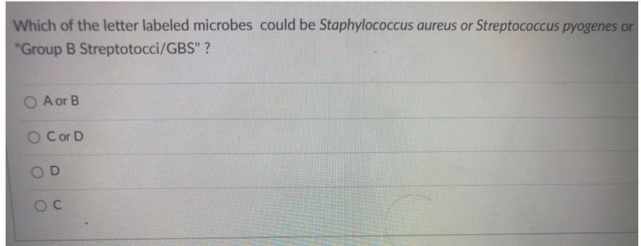 Which of the letter labeled microbes could be Staphylococcus aureus or Streptococcus pyogenes or
"Group B Streptotocci/GBS" ?
O A or B
O Cor D
OD
