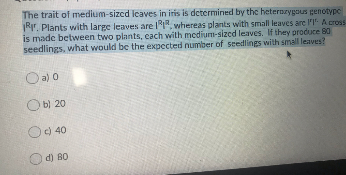 The trait of medium-sized leaves in iris is determined by the heterozygous genotype
TRIT. Plants with large leaves are IRIR, whereas plants with small leaves are l'I A cross
is made between two plants, each with medium-sized leaves. If they produce 80
seedlings, what would be the expected number of seedlings with small leaves?
O a) 0
O b) 20
c) 40
d) 80
