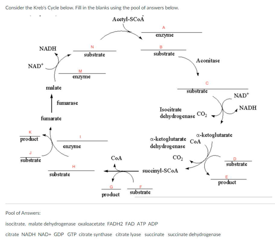 Consider the Kreb's Cycle below. Fill in the blanks using the pool of answers below.
Acetyl-SCOA
A
enzyme
N
B
substrate
NADH
substrate
Aconitase
NAD+
M
enzyme
malate
substrate
NAD*
fumarase
Isocitrate
NADH
dehydrogenase
CO2
fumarate
K
a-ketoglutarate
a-ketoglutarate CoA
dehydrogenase
product
enzyme
substrate
CoA
CO2
substrate
H
substrate
succinyl-SC0A
product
substrate
product
Pool of Answers:
isocitrate. malate dehydrogenase oxaloacetate FADH2 FAD ATP ADP
citrate NADH NAD+ GDP GTP citrate synthase citrate lyase succinate succinate dehydrogenase
