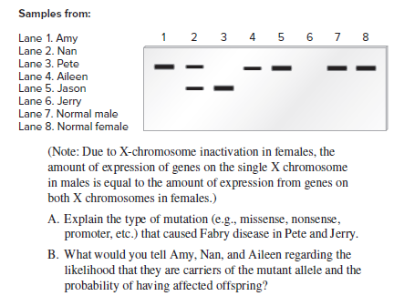 Samples from:
Lane 1. Amy
Lane 2. Nan
1 2 3
4 5 6 7 8
Lane 3. Pete
Lane 4. Aileen
Lane 5. Jason
Lane 6. Jerry
Lane 7. Normal male
Lane 8. Normal female
(Note: Due to X-chromosome inactivation in females, the
amount of expression of genes on the single X chromosome
in males is equal to the amount of expression from genes on
both X chromosomes in females.)
A. Explain the type of mutation (e.g., missense, nonsense,
promoter, etc.) that caused Fabry disease in Pete and Jerry.
B. What would you tell Amy, Nan, and Aileen regarding the
likelihood that they are carriers of the mutant allele and the
probability of having affected offspring?
