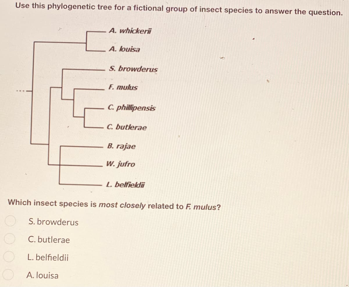Use this phylogenetic tree for a fictional group of insect species to answer the question.
A. whickerii
[
A. louisa
S. browderus
F. mulus
C. phillipensis
C. butlerae
B. rajae
W. jufro
L. belfieldii
Which insect species is most closely related to F. mulus?
S. browderus
C. butlerae
L. belfieldii
A. louisa
0000