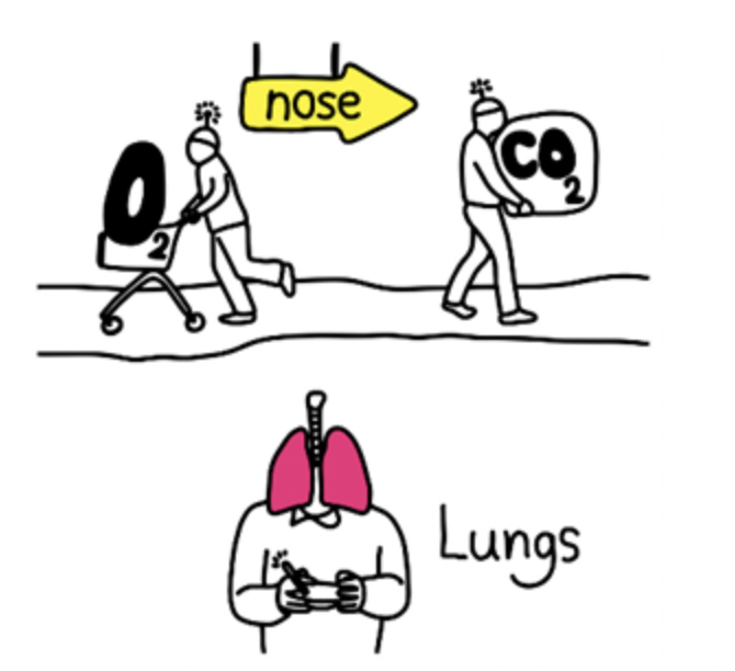 hose
CO
Lungs
