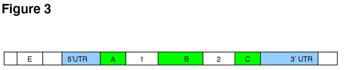 Figure 3
E
5'UTR
A
1
В
2
C
3' UTR
