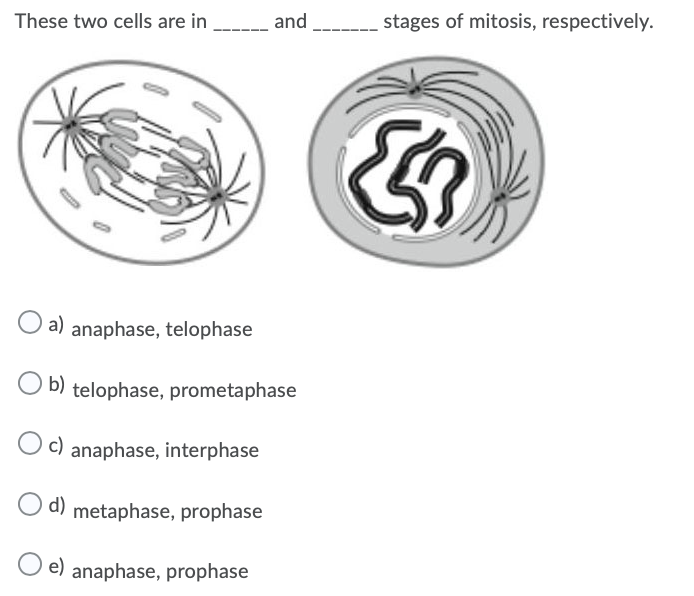 These two cells are in
and
stages of mitosis, respectively.
a) anaphase, telophase
b) telophase, prometaphase
O c) anaphase, interphase
d)
metaphase, prophase
e) anaphase, prophase
