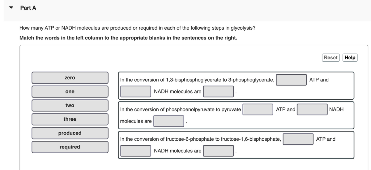 Part A
How many ATP or NADH molecules are produced or required in each of the following steps in glycolysis?
Match the words in the left column to the appropriate blanks in the sentences on the right.
zero
one
two
three
produced
required
In the conversion of 1,3-bisphosphoglycerate to 3-phosphoglycerate,
NADH molecules are
In the conversion of phosphoenolpyruvate to pyruvate
molecules are
ATP and
In the conversion of fructose-6-phosphate to fructose-1,6-bisphosphate,
NADH molecules are
Reset
ATP and
NADH
ATP and
Help