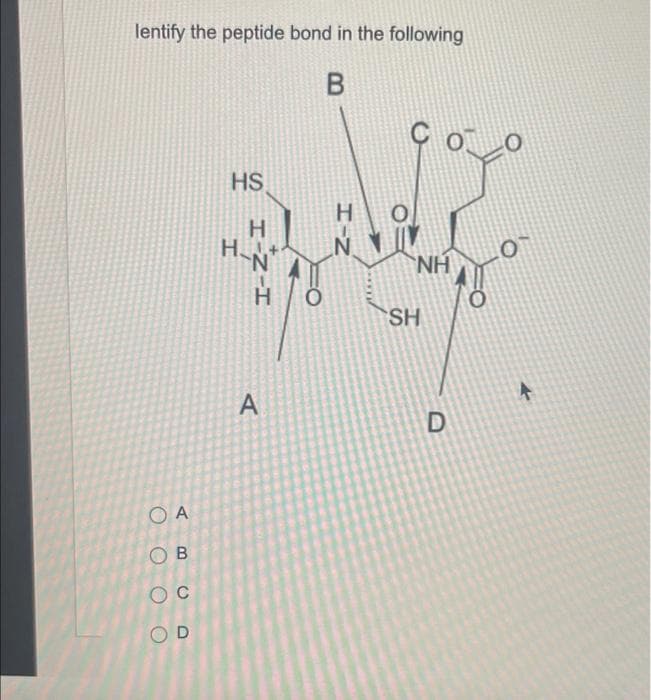 lentify the peptide bond in the following
HS
H.
N.
NH
H.
SH
A
O A
O B
O D
