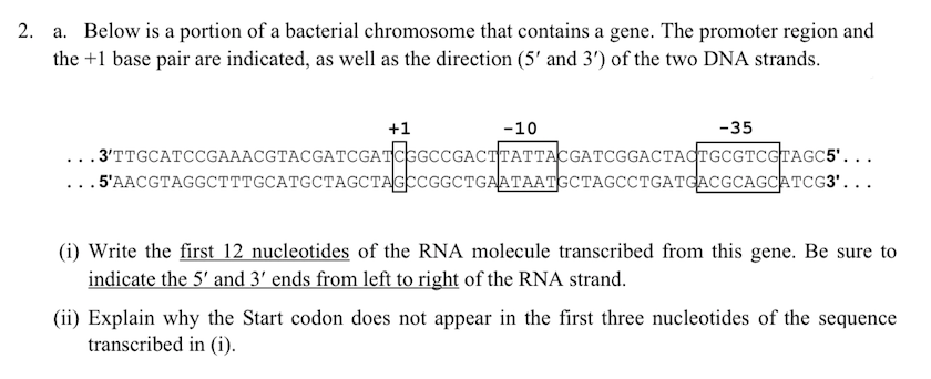 2. a. Below is a portion of a bacterial chromosome that contains a gene. The promoter region and
the +1 base pair are indicated, as well as the direction (5' and 3') of the two DNA strands.
+1
-10
-35
3'тTGCATССGAAАCGTACGATCGATCGGCCGACTТАТТАСGАТСGGACTAфTGCGTCсTAGC5'...
...5'AACGTAGGCTTTGCATGCTAGCTAGCCGGCTGAATAATGCTAGCCTGATGACGCAGCATCG3'...
(i) Write the first 12 nucleotides of the RNA molecule transcribed from this gene. Be sure to
indicate the 5' and 3' ends from left to right of the RNA strand.
(ii) Explain why the Start codon does not appear in the first three nucleotides of the sequence
transcribed in (i).
