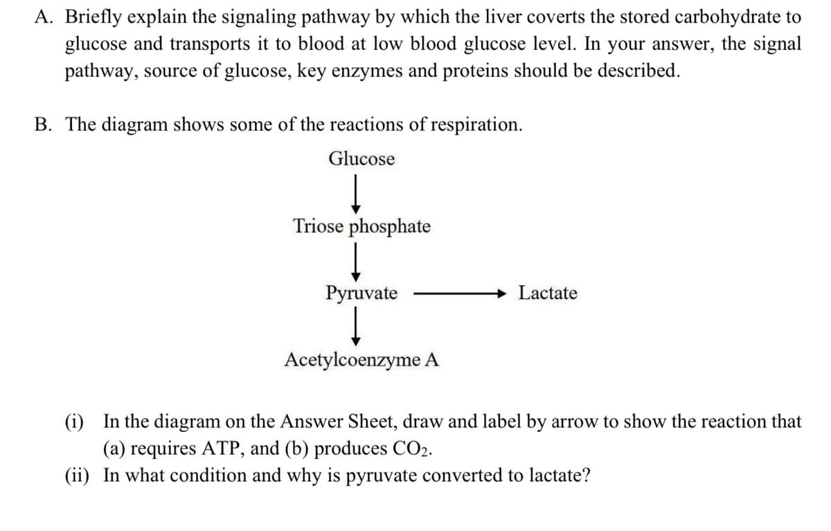 A. Briefly explain the signaling pathway by which the liver coverts the stored carbohydrate to
glucose and transports it to blood at low blood glucose level. In your answer, the signal
pathway, source of glucose, key enzymes and proteins should be described.
B. The diagram shows some of the reactions of respiration.
Glucose
Triose phosphate
Pyruvate
Lactate
Acetylcoenzyme A
(i) In the diagram on the Answer Sheet, draw and label by arrow to show the reaction that
(a) requires ATP, and (b) produces CO2.
(ii) In what condition and why is pyruvate converted to lactate?

