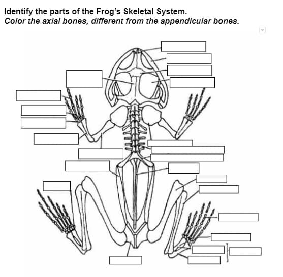 Identify the parts of the Frog's Skeletal System.
Color the axial bones, different from the appendicular bones.