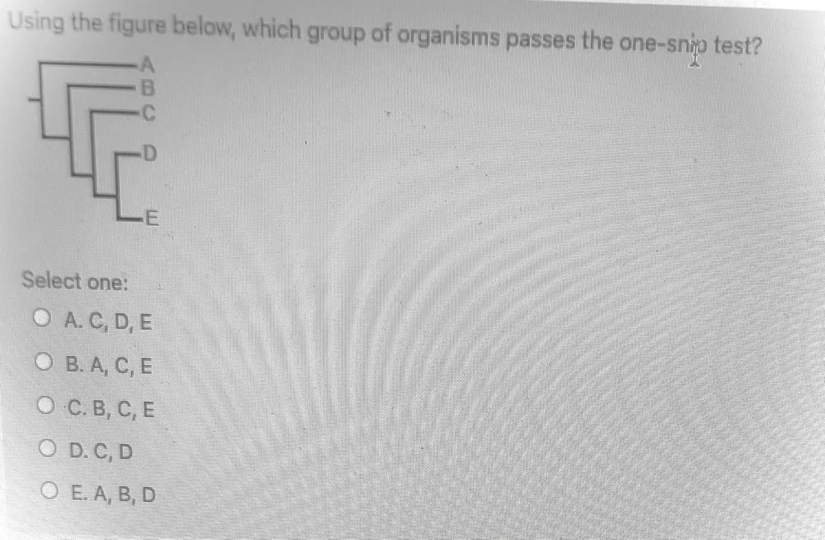 Using the figure below, which group of organisms passes the one-snio test?
A
E
Select one:
O A. C, D, E
О в. А, С, Е
O C. B, C, E
O D. C, D
O E. A, B, D

