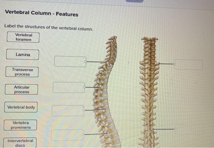 Vertebral Column - Features
Label the structures of the vertebral column.
Vertebral
foramen
Lamina
Transverse
process
Articular
process
Vertebral body
Vertebra
prominens
Intervertebral
discs
00
