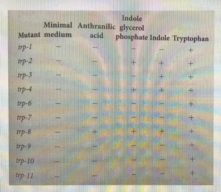 Indole
Minimal Anthranilic glycerol
acid
Mutant medium
phosphate Indole Tryptophan
trp-1
trp-3
+.
trp-4
+.
trp-7
trp-8
trp-9
tp-10
trp-11
