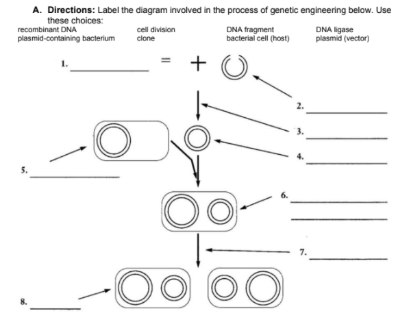 A. Directions: Label the diagram involved in the process of genetic engineering below. Use
these choices:
recombinant DNA
plasmid-containing bacterium
DNA fragment
bacterial cell (host)
cell division
DNA ligase
plasmid (vector)
clone
+
1.
00
7.
00

