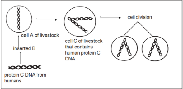 cell division
cell A of livestock
cell C of livestock
that contains
human protein C
DNA
inserted B
protein C DNA from
humans
