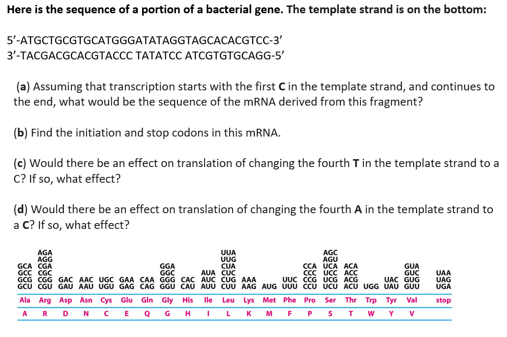 5'-ATGCTGCGTGCATGGGATATAGGTAGCACACGTCC-3'
3'-TACGACGCACGTACCC TATATCC ATCGTGTGCAGG-5'
(a) Assuming that transcription starts with the first C in the template strand, and continues to
the end, what would be the sequence of the MRNA derived from this fragment?
(b) Find the initiation and stop codons in this MRNA.
(c) Would there be an effect on translation of changing the fourth T in the template strand to a
C? If so, what effect?
