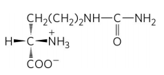 CH,(CH,),NH-C-NH2
H-C-NH3
co-
COO
=0
