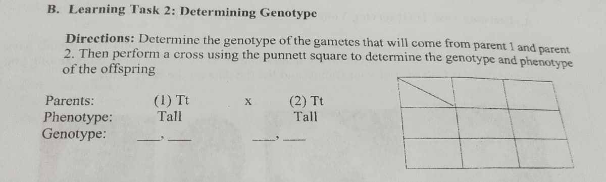 B. Learning Task 2: Determining Genotype
Directions: Determine the genotype of the gametes that will come from parent 1 and parent
2. Then perform a cross using the punnett square to determine the genotype and phenotype
of the offspring
X
Parents:
Phenotype:
(1) Tt
Tall
(2) Tt
Tall
Genotype: