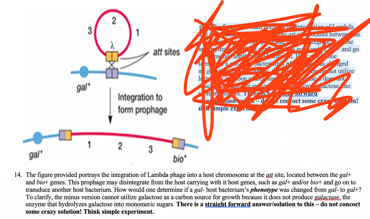 2
3
inte
tion of Lormhda.
ne att si
ucated betwee de
ne
att sites
and go
ns
one
te n
vacter
aged
ot utilize
doot
ractose ato
la t
don s
gal*
uc
Integration to
form prophage
om
SOward
cor coct some cro
on!
ni imple ex
2
3
bio*
gal*
14. The figure provided portrays the integration of Lambda phage into a host chromosome at the att site, located between the gal+
and bio+ genes. This prophage may disintegrate from the host carrying with it host genes, such as gal+ and/or bio+ and go on to
transduce another host bacterium. How would one determine if a gal- host bacterium's phenotype was changed from gal- to gal+?
To clarify, the minus version cannot utilize galactose as a carbon source for growth because it does not produce galactase, the
enzyme that hydrolyzes galactose into monomeric sugars. There is a straight forward answer/solution to this – do not concoct
some crazy solution! Think simple experiment.
