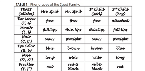 TABLE 1. Phenotypes of the Spud Family.
TRAIT
1* Chad
2n Chad
Mrs. Spud Mr. Spud
(boy)
(alleles)
Ear Lobes
(E, e)
Mouth
(L, )
Hair
(girl)
free
free
free
attached
full lipy
thin lipy
thin lipy
full lépy
wavy
straight
wavy
straight
(C, C')
Eye Color
(B, b)
Nose
(X", X")
Freckles
(F, F')
blue
brown
brown
blue
long
wide
wide
long
red &
black
red&
black
red
red
