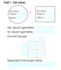 Trait 1: Ear Lobes
Mrs. Spud
Pheno:
Mr. Spud
Pheno:
Geno
Geno
Mrs. Spud's gametes:
Mr. Spud's gametes:
Punnett Square
Expected Phenotypic Ratio:
