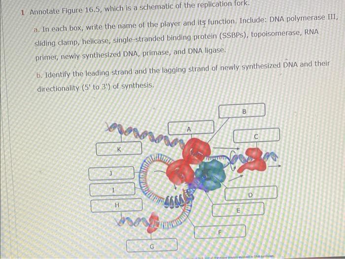 1 Annotate Figure 16.5, which is a schematic of the replication fork.
a. In each box, write the name of the player and its function. Include: DNA polymerase III,
sliding clamp, helicase, single-stranded binding protein (SSBPS), topoisomerase, RNA
primer, newly synthesized DNA, primase, and DNA ligase.
b. Identify the leading strand and the lagging strand of newly synthesized DNA and their
directionality (5' to 3') of synthesis.
B
A
K
B
D
H
Son
E
OFFEE
