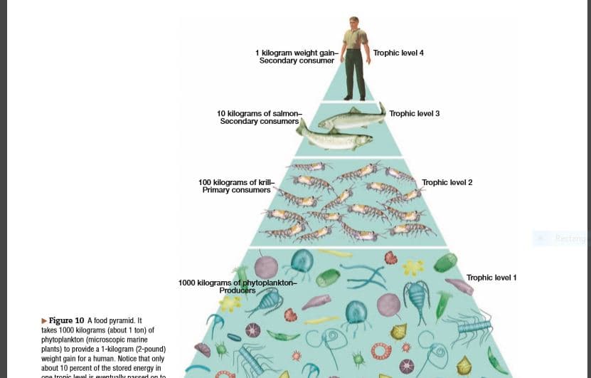 1 kilogram weight gain-
Secondary consumer
Trophic level 4
10 kilograms of salmon-
Secondary consumers
Trophic level 3
100 kilograms of krill-
Primary consumers
Trophic lovel 2
Rectang
Trophic level 1
1000 kilograms of phytoplankton-
Producers
Figure 10 A food pyramid. It
takes 1000 kilograms (about 1 ton) of
phytoplankton (microscopic marine
plants) to provide a 1-kilogram (2-pound)
weight gain for a human. Notice that only
about 10 percent of the stored energy in
ona tronic Javel is gventually pappad on to
