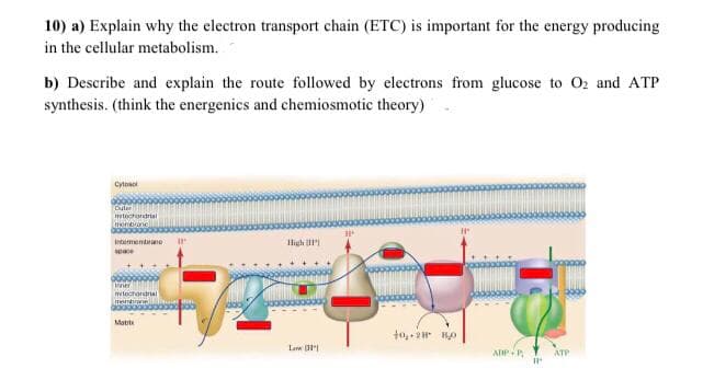 10) a) Explain why the electron transport chain (ETC) is important for the energy producing
in the cellular metabolism.
b) Describe and explain the route followed by electrons from glucose to 02 and ATP
synthesis. (think the energenics and chemiosmotic theory)
Cytnsol
mtochondrial
montane
intarmentne
Iligh
ner
mtochordrial
membane
Matrt
Law (1
ADPP
ATP
