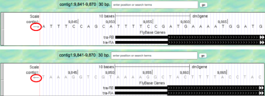 contig1:9,841-9,870 30 bp.te postion or rch tem
Scale
10 bases
dmagene
conint
ATTTCCAG CATTTTCC GATGA A AATGGATG
Fylese Genes
tra R8
ta-RA
contig1:9,841-9,870 30 bp.ter postion or ch teme
dmagene
8,860|
Scale
10 bases
9,850
AAAA GGCTACTTT
contial:
AAAG GTCG
TAC CTAC
FlyBase Genes
tra-RB
tra-RA
