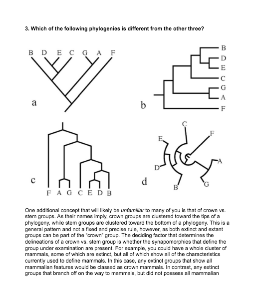 3. Which of the following phylogenies is different from the other three?
B DECGA F
a
F
F
d
B'
FAG CEDB
One additional concept that will likely be unfamiliar to many of you is that of crown vs.
stem groups. As their names imply, crown groups are clustered toward the tips of a
phylogeny, while stem groups are clustered toward the bottom of a phylogeny. This is a
general pattern and not a fixed and precise rule, however, as both extinct and extant
groups can be part of the "crown" group. The deciding factor that determines the
delineations of a crown vs. stem group is whether the synapomorphies that define the
group under examination are present. For example, you could have a whole cluster of
mammals, some of which are extinct, but all of which show all of the characteristics
currently used to define mammals. In this case, any extinct groups that show all
mammalian features would be classed as crown mammals. In contrast, any extinct
groups that branch off on the way to mammals, but did not possess all mammalian
