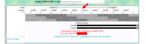 contigt:9,846-9,856 11 bp.
potion or rch term
Scle
5 bases
dmapene
cotigt
ROsol
RAss
Fytase Genes
tra-
traRA
Transcription Start Stes idertilied by modENCoDE
TSS re 165841So
mosENCODE NA-Ses trom D. melanogaster Whole Adut Females
Adut Females
