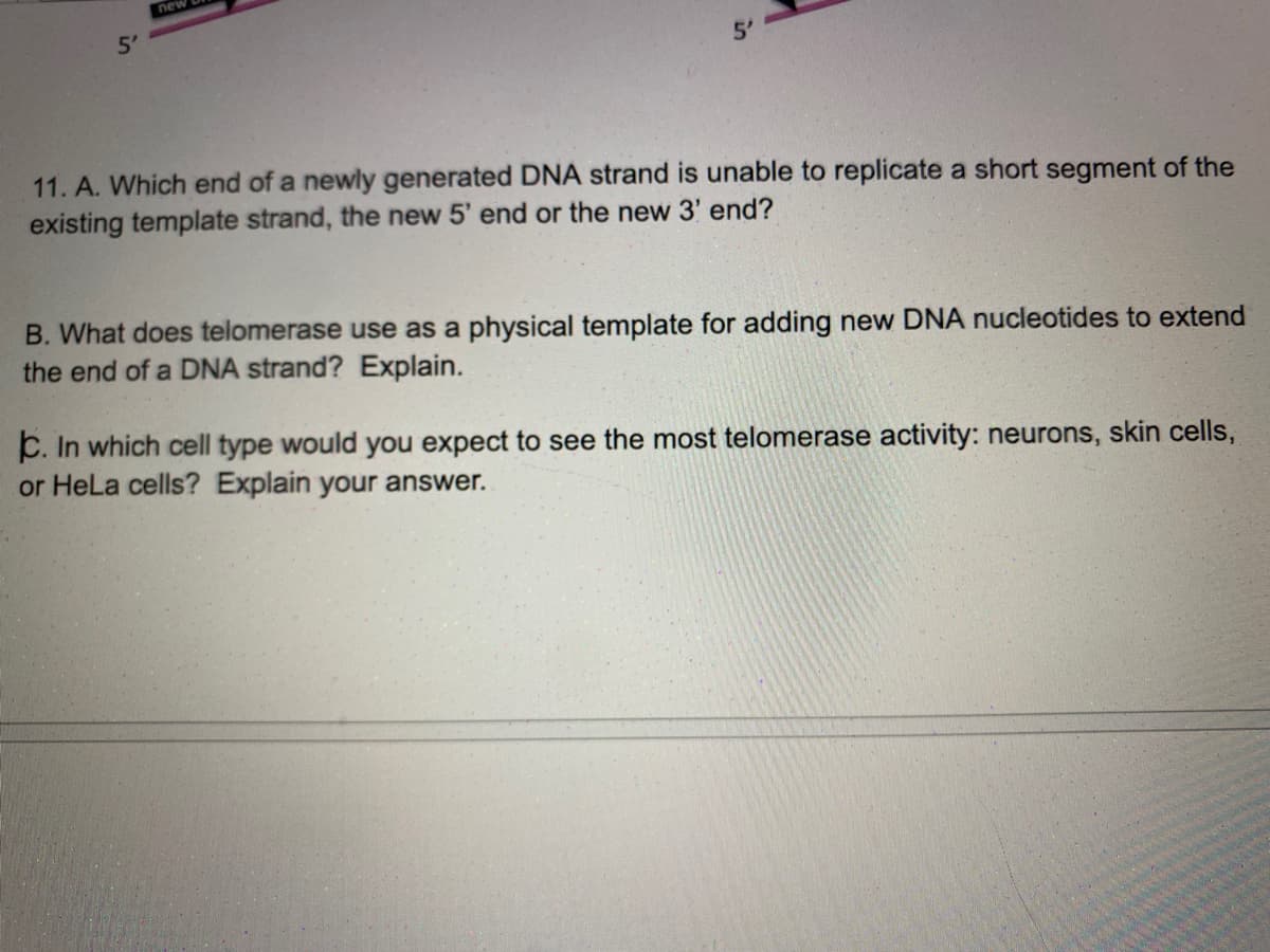 5'
new
11. A. Which end of a newly generated DNA strand is unable to replicate a short segment of the
existing template strand, the new 5' end or the new 3' end?
B. What does telomerase use as a physical template for adding new DNA nucleotides to extend
the end of a DNA strand? Explain.
C. In which cell type would you expect to see the most telomerase activity: neurons, skin cells,
or HeLa cells? Explain your answer.