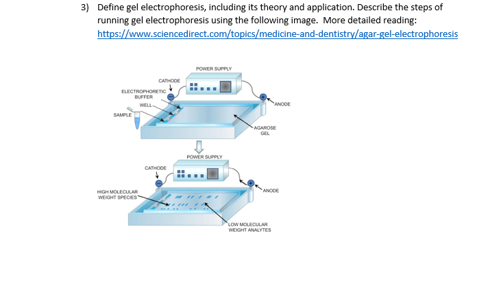 3) Define gel electrophoresis, including its theory and application. Describe the steps of
running gel electrophoresis using the following image. More detailed reading:
https://www.sciencedirect.com/topics/medicine-and-dentistry/agar-gel-electrophoresis
POWER SUPPLY
CATHODE
ELECTROPHORETIC
BUFFER
ANODE
WELL
SAMPLE
AGAROSE
GEL
POWER SUPPLY
CATHODE
ANOCE
HIGH MOLECULAR
WEIGHT SPECIES
LOW MOLECULAR
WEIGHT ANALYTES
