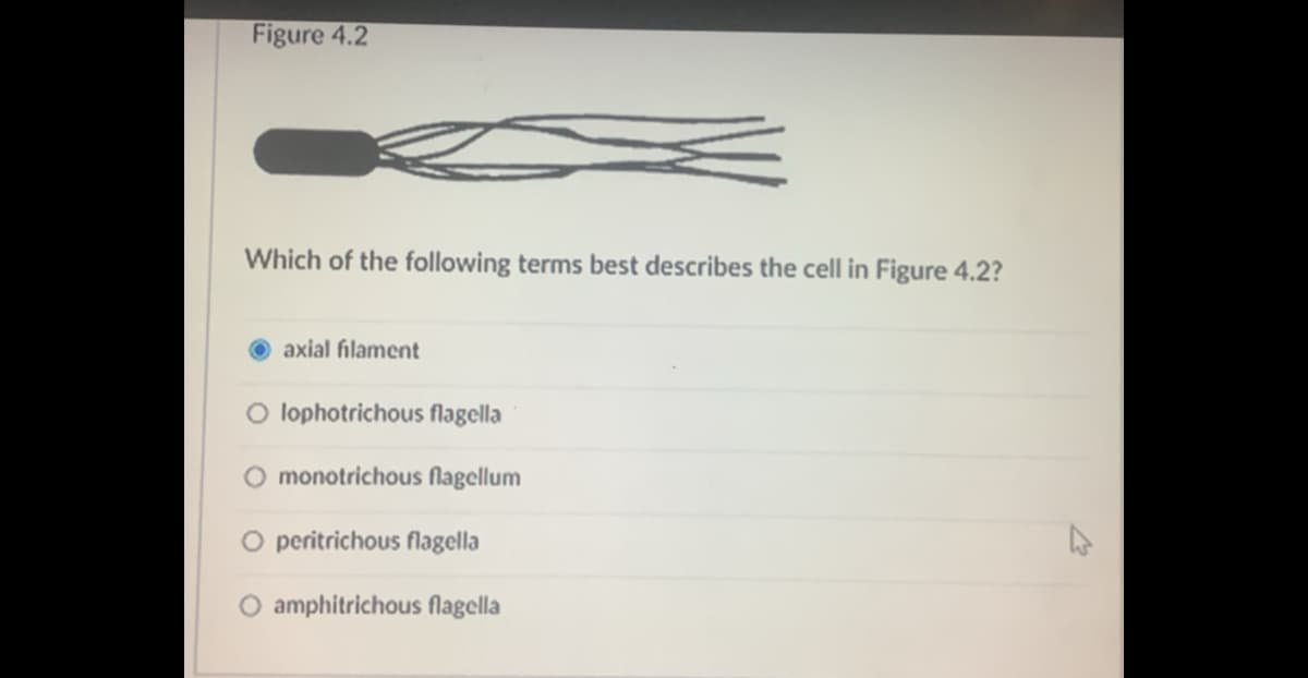 Figure 4.2
Which of the following terms best describes the cell in Figure 4.2?
axial filament
O lophotrichous flagella
O monotrichous flagellum
O peritrichous flagella
O amphitrichous flagella
